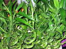 Dracaena Sanderiana